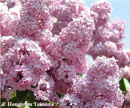 Syringa Vulgaris-Ryhm� 'Roosa', jalosyreeni